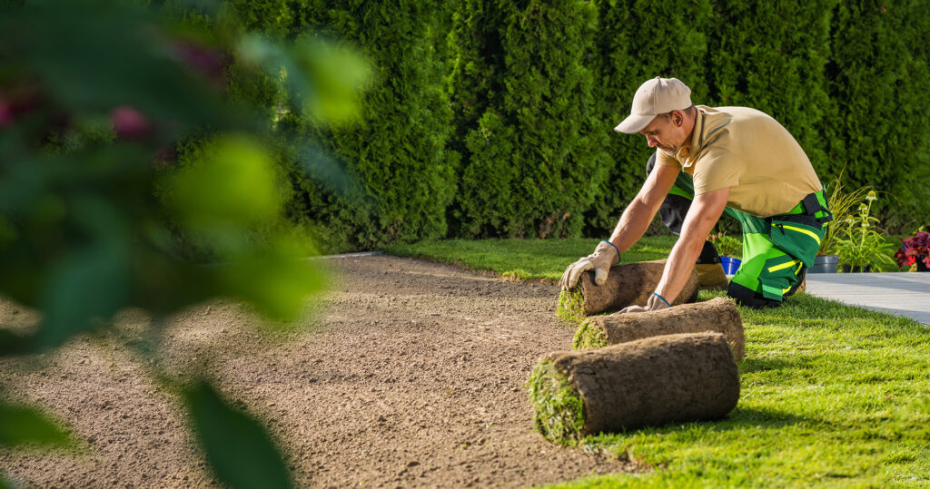 Lawn care worker installs new grass plugs