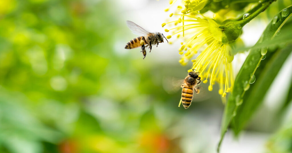 Bees-Buzzing-Around-Flowers