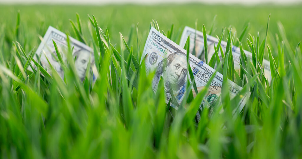 100s lying in grass